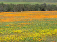 Spring wildflowers © Judith Duk